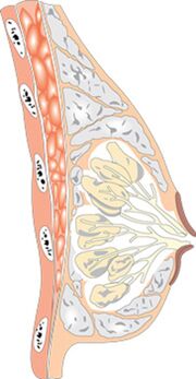 Sievietes krūšu struktūra